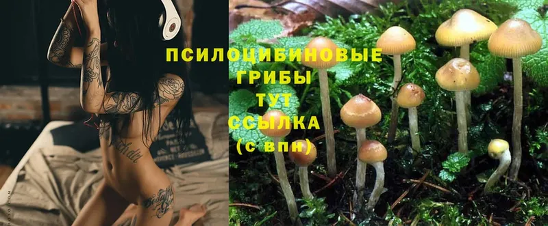 ссылка на мегу   Энем  Псилоцибиновые грибы Psilocybine cubensis  даркнет сайт 